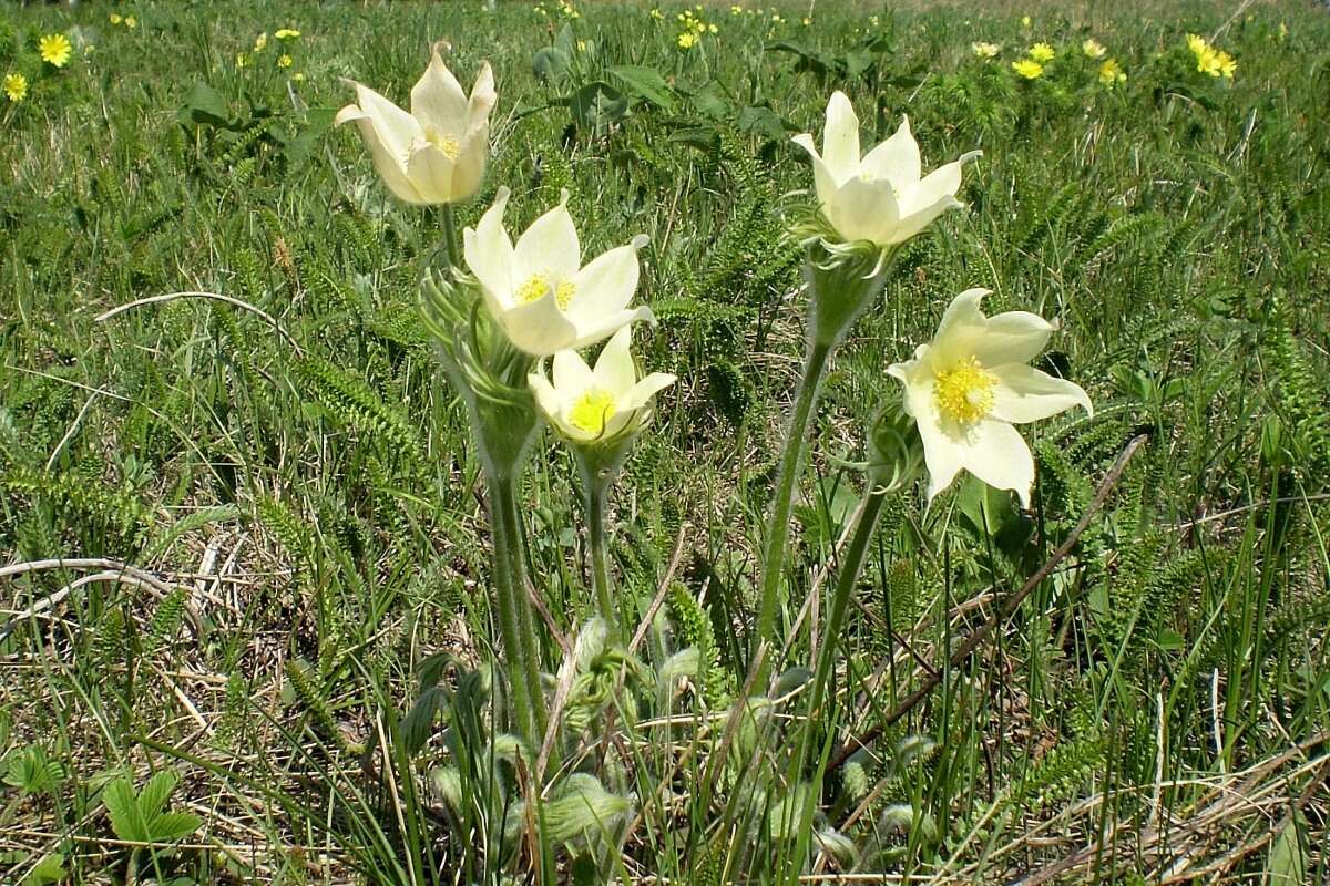 Image of Eastern Pasque Flower