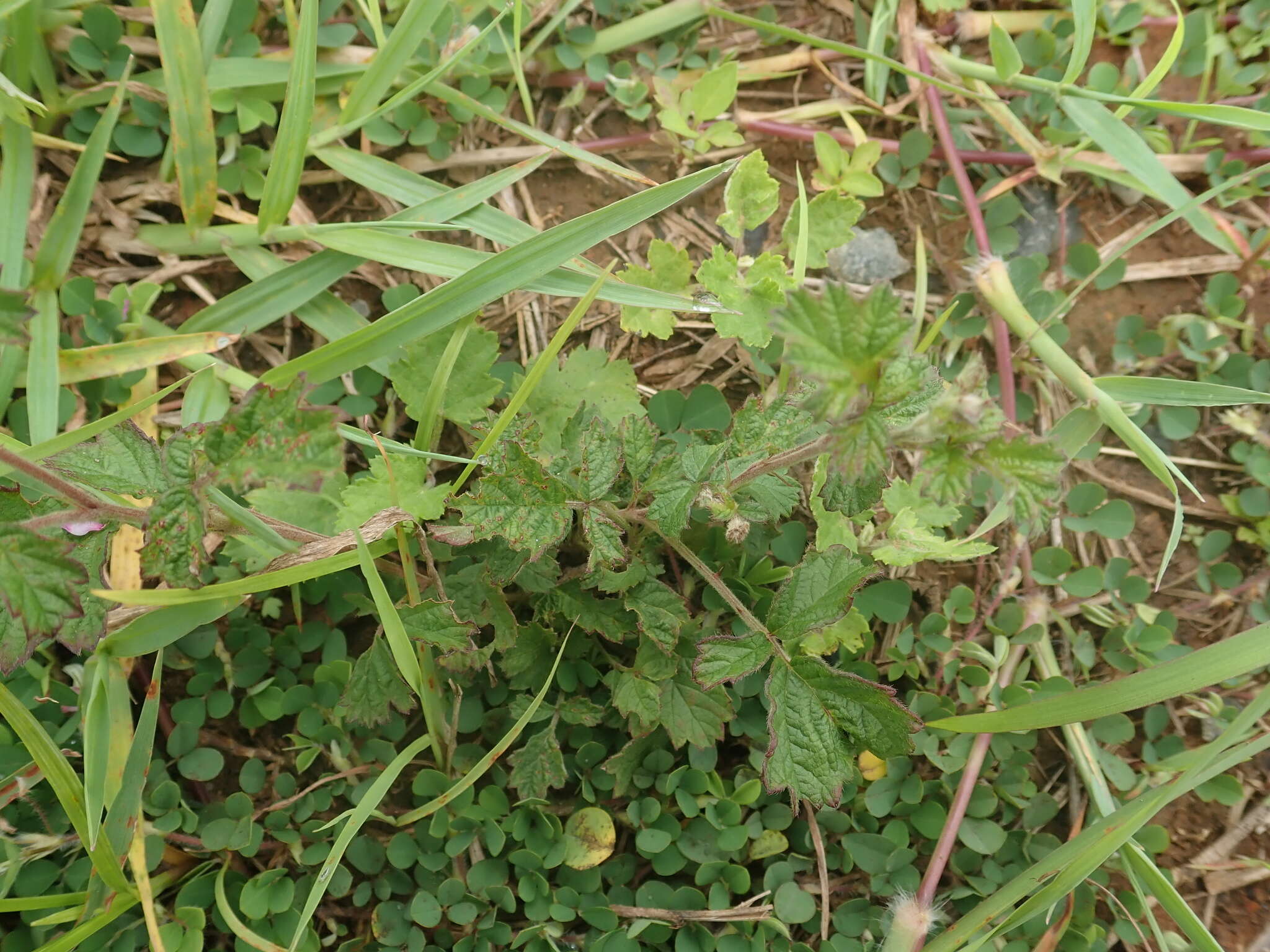 Sivun Rubus parvifolius L. kuva