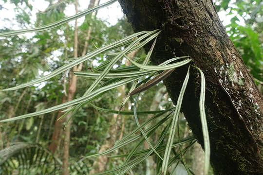 Image of thickroot tonguefern