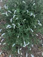 Image of Common veld heliotrope