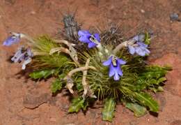 Image of Trumpet Spikeviolet