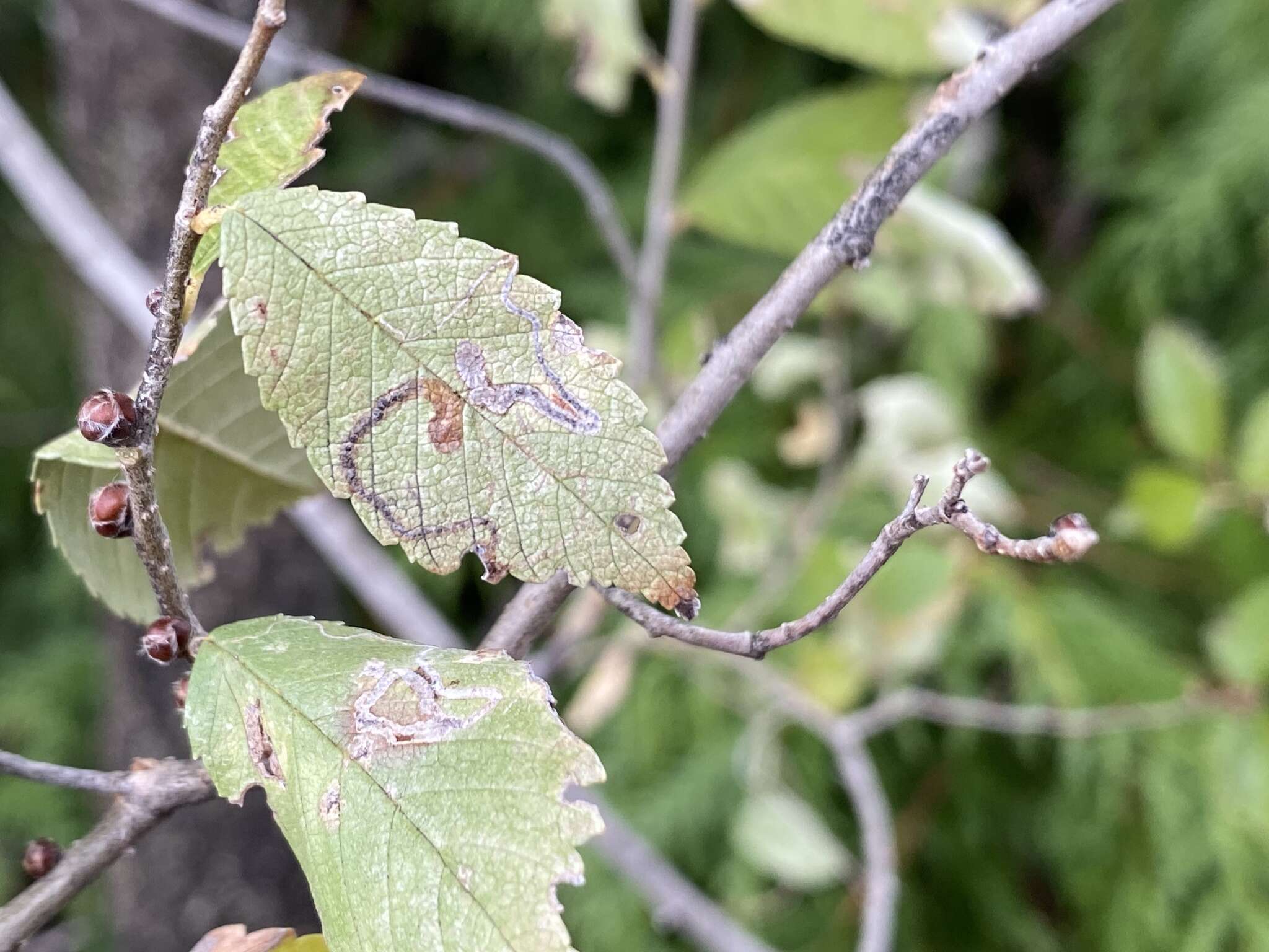 Stigmella multispicata Rociene & Stonis ex Stonis & Rociene 2014的圖片