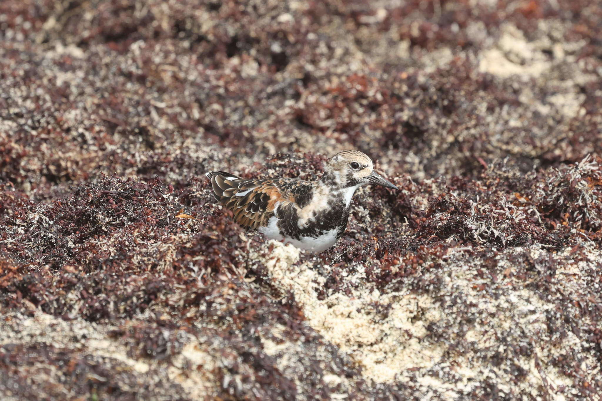 Image of Arenaria interpres morinella (Linnaeus 1766)