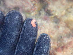 Image of Mediterranean orange polyclad worm