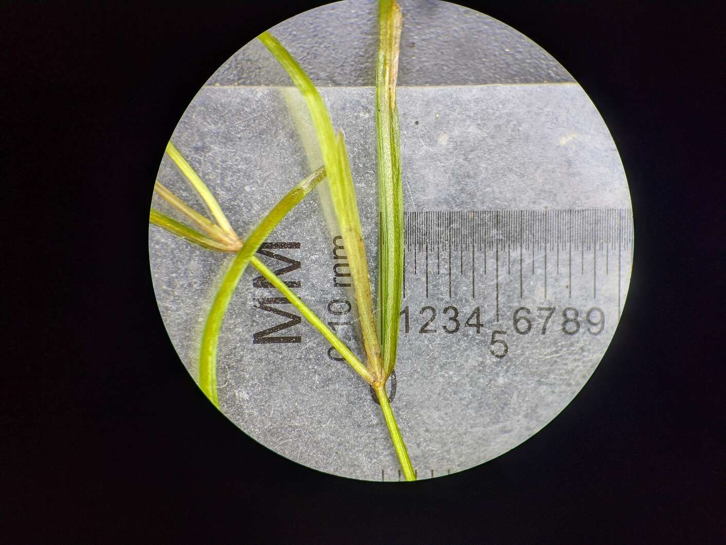 Image of leafy pondweed