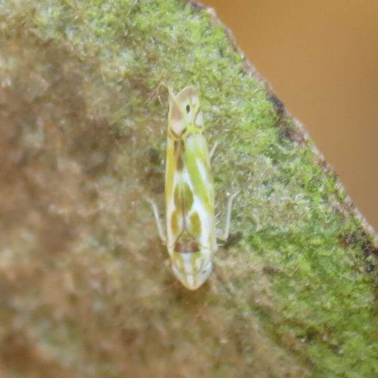 Image of Alconeura (Alconeura) unipuncta (Gillette 1898)