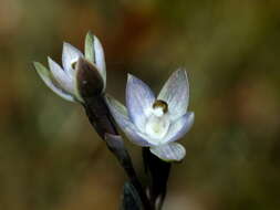 Image of Thelymitra purpureofusca Colenso