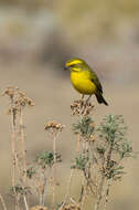 Image of Yellow Canary