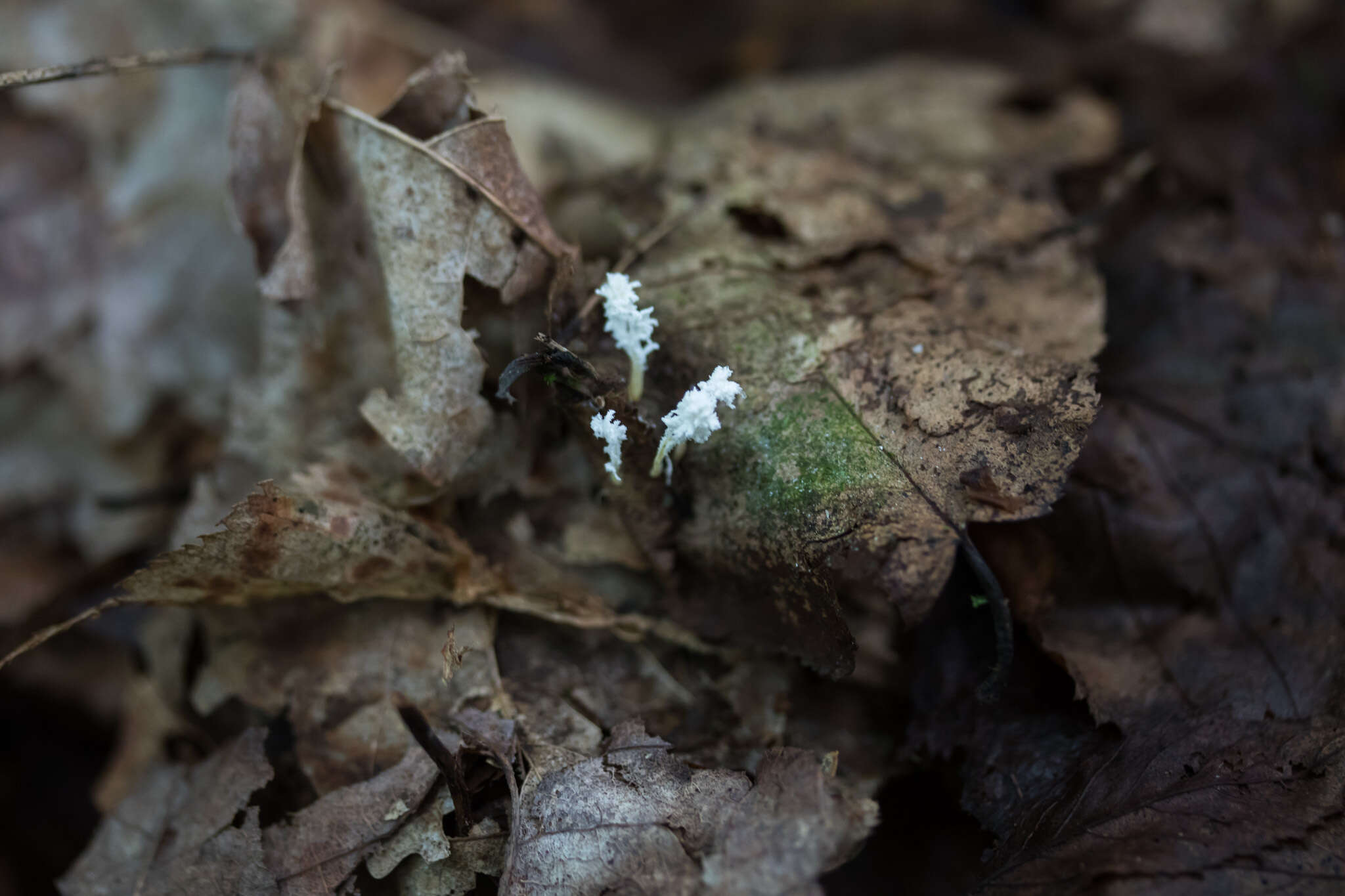 Image of <i>Cordyceps farinosa</i>