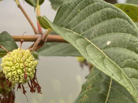 Image of Cephalanthus tetrandra (Roxb.) Ridsdale & Bakh. fil.