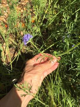 Image of bluehead gilia