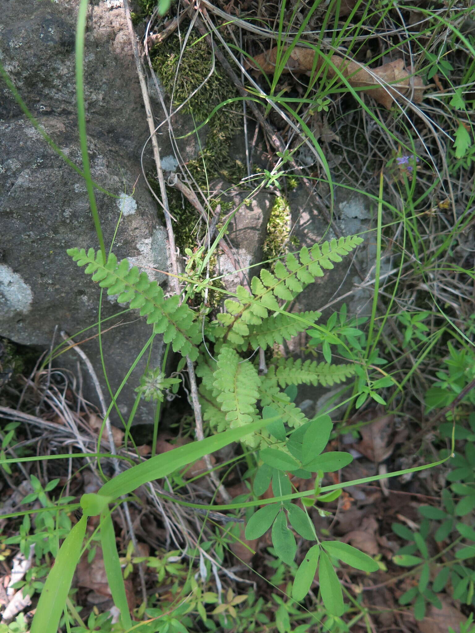 Image of Woodsia subcordata Turcz.