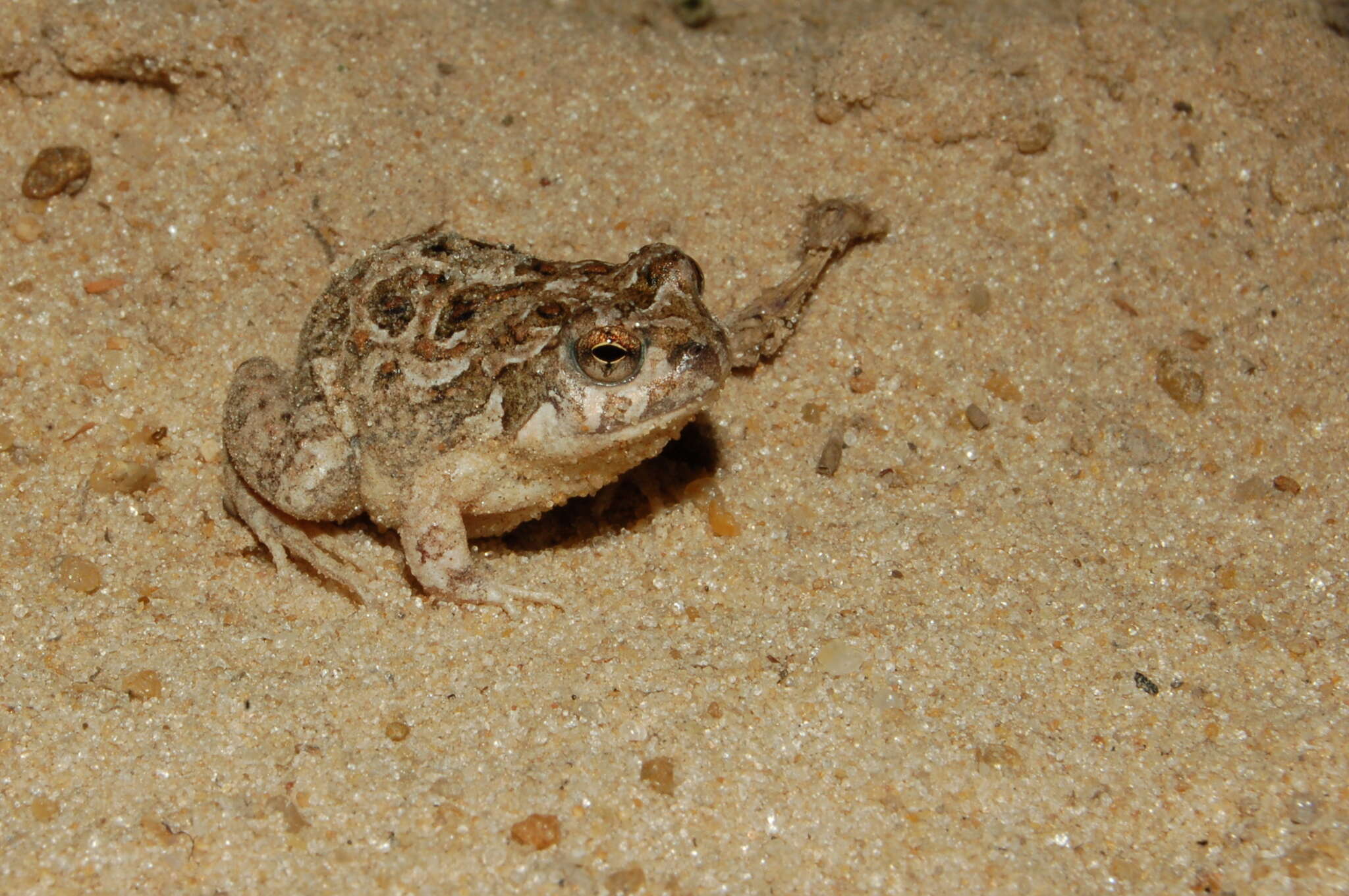 Image of Santa Fe Dwarf Frog
