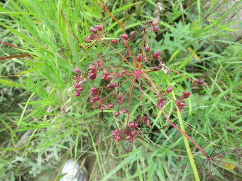 Image of spotted water hemlock