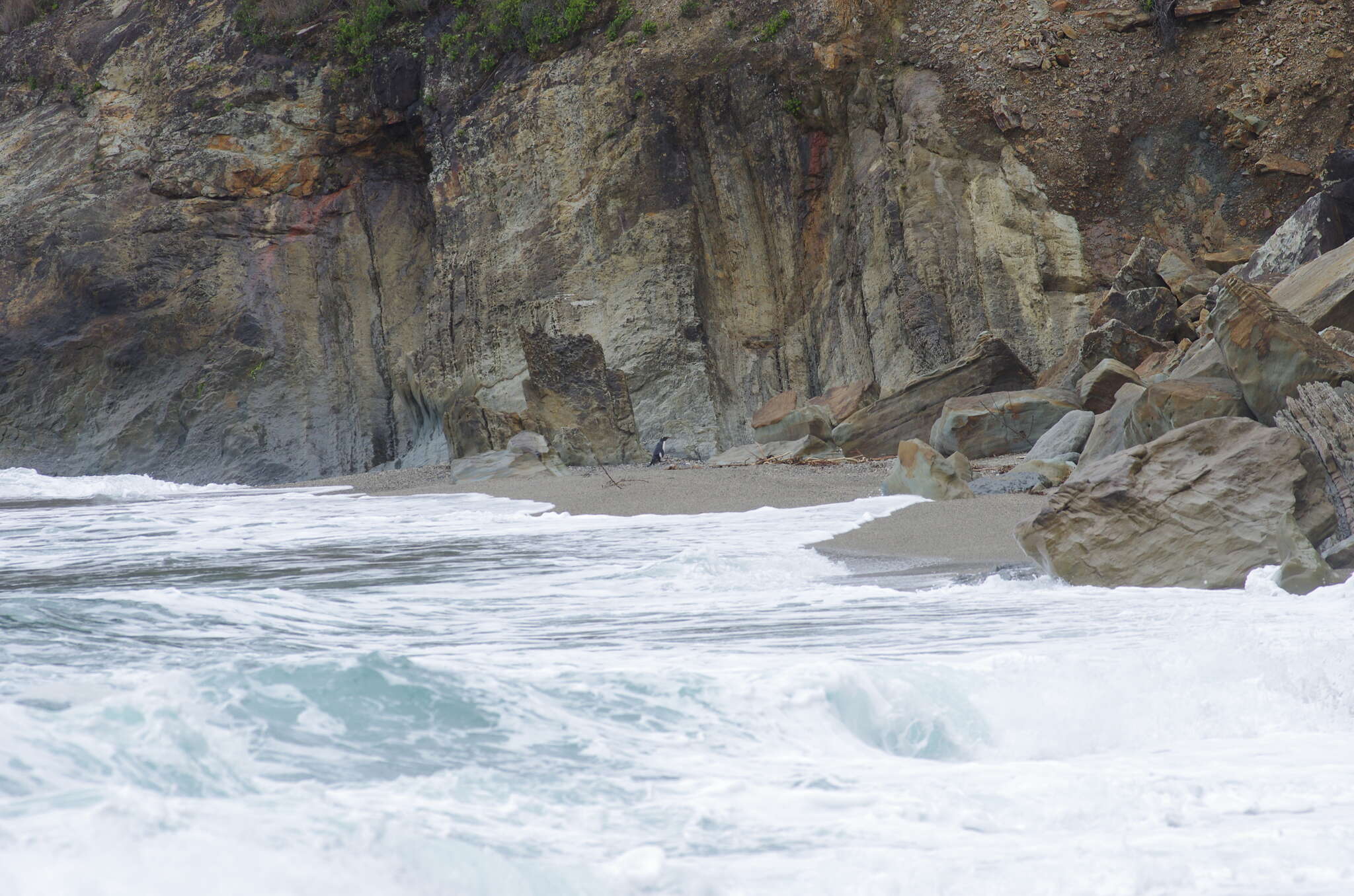 Image of Fiordland Crested Penguin