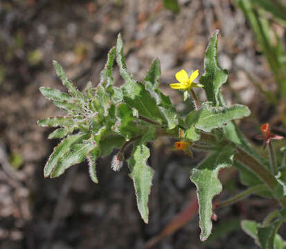 Image of miniature suncup