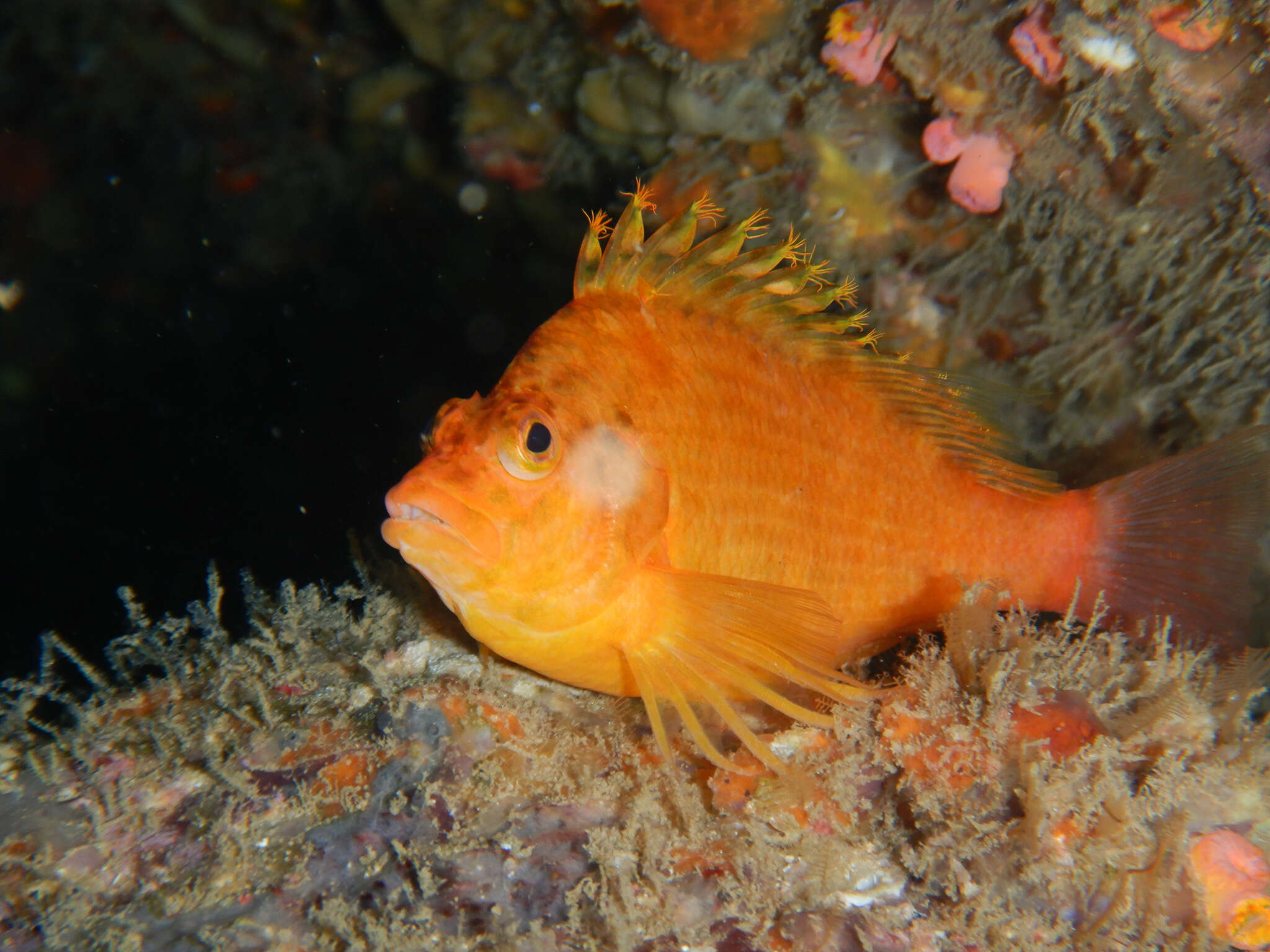 Image of Golden curlyfin