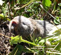 Image of Mole-rats