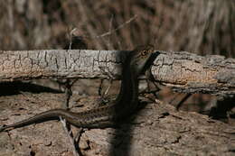 Image of South-western Rock-skink