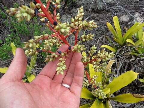 Image de Hohenbergia igatuensis Leme