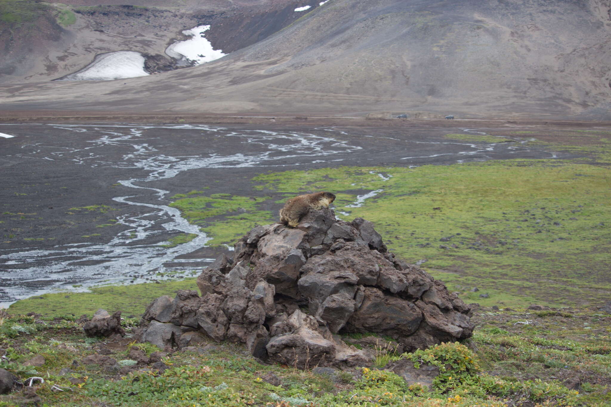 Image of Black-capped Marmot