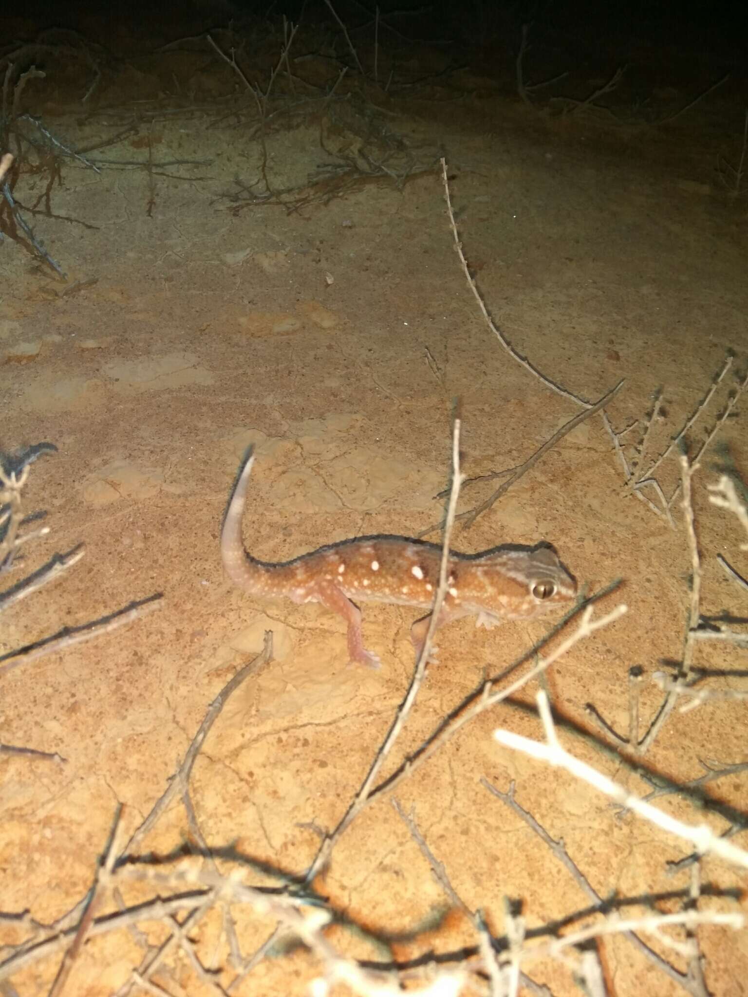 Sivun Chondrodactylus angulifer Peters 1870 kuva