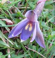 Image of Sun orchid