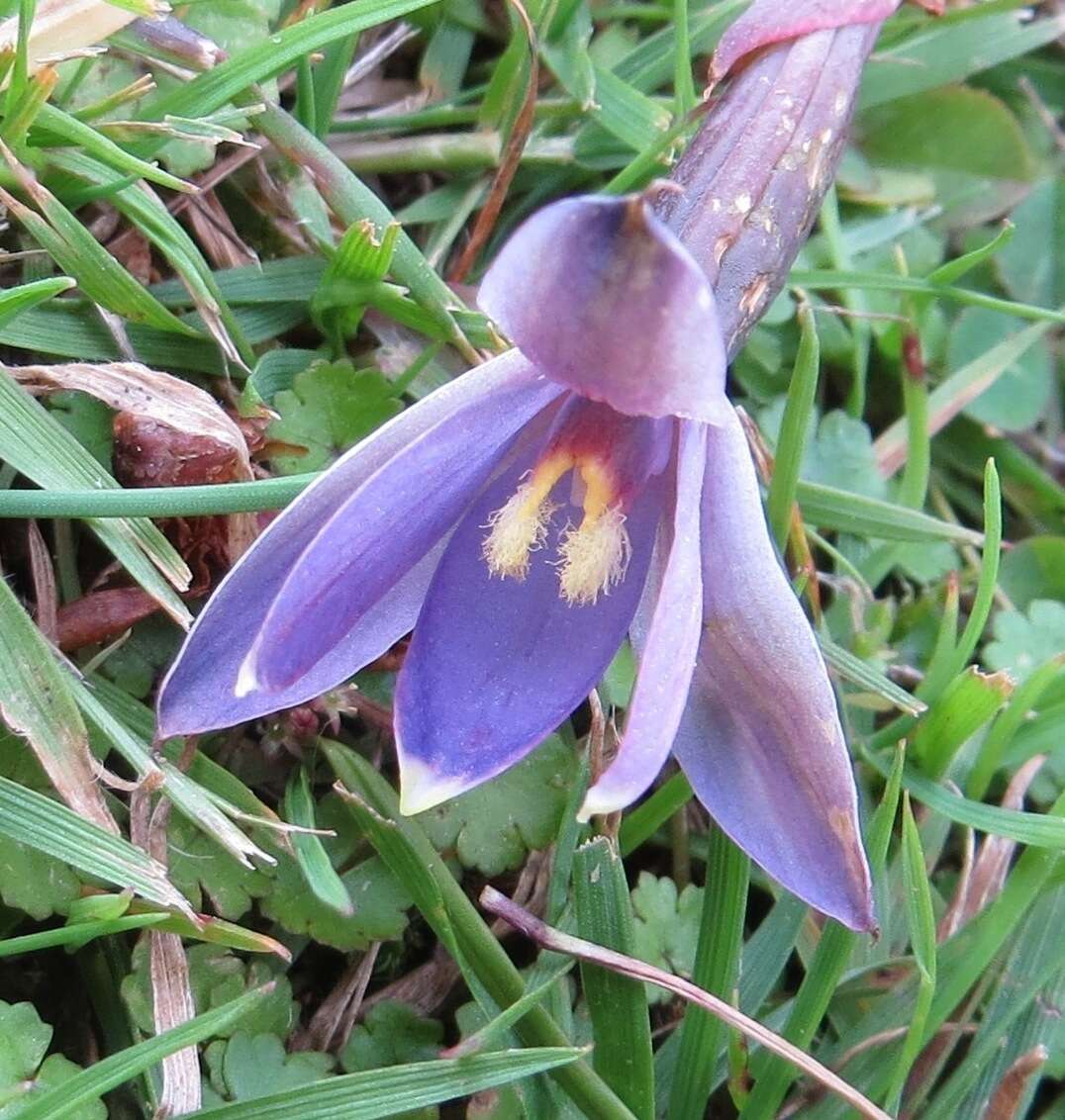 Image of Sun orchid