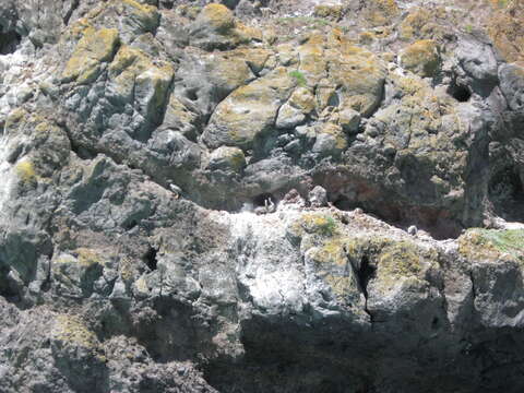 Image of Spotted Shag