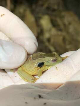 Imagem de Trachycephalus coriaceus (Peters 1867)