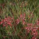 Image of Hakea purpurea Hook.