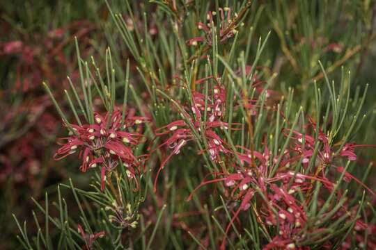 Image of Hakea purpurea Hook.