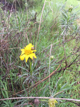 Plancia ëd Ericameria linearifolia (DC.) L. E. Urbatsch & J. R. Wussow