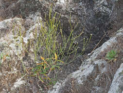 Image of Crambe tamadabensis A. Prina & A. Marrero