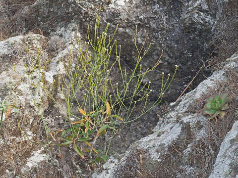 Image of Crambe tamadabensis A. Prina & A. Marrero