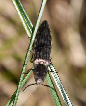 Image of Actenicerus sjaelandicus (Müller 1764)