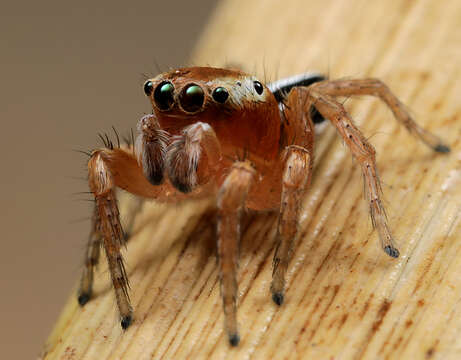 Image of Evarcha striolata Wesolowska & Haddad 2009