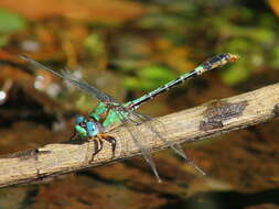 Image of Erpetogomphus boa Selys 1859