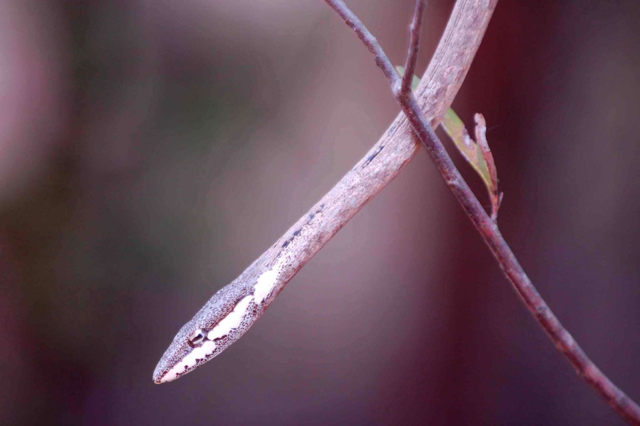 Image of Twig snake