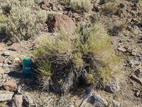 Imagem de Ericameria nauseosa var. leiosperma (A. Gray) G. L. Nesom & G. I. Baird