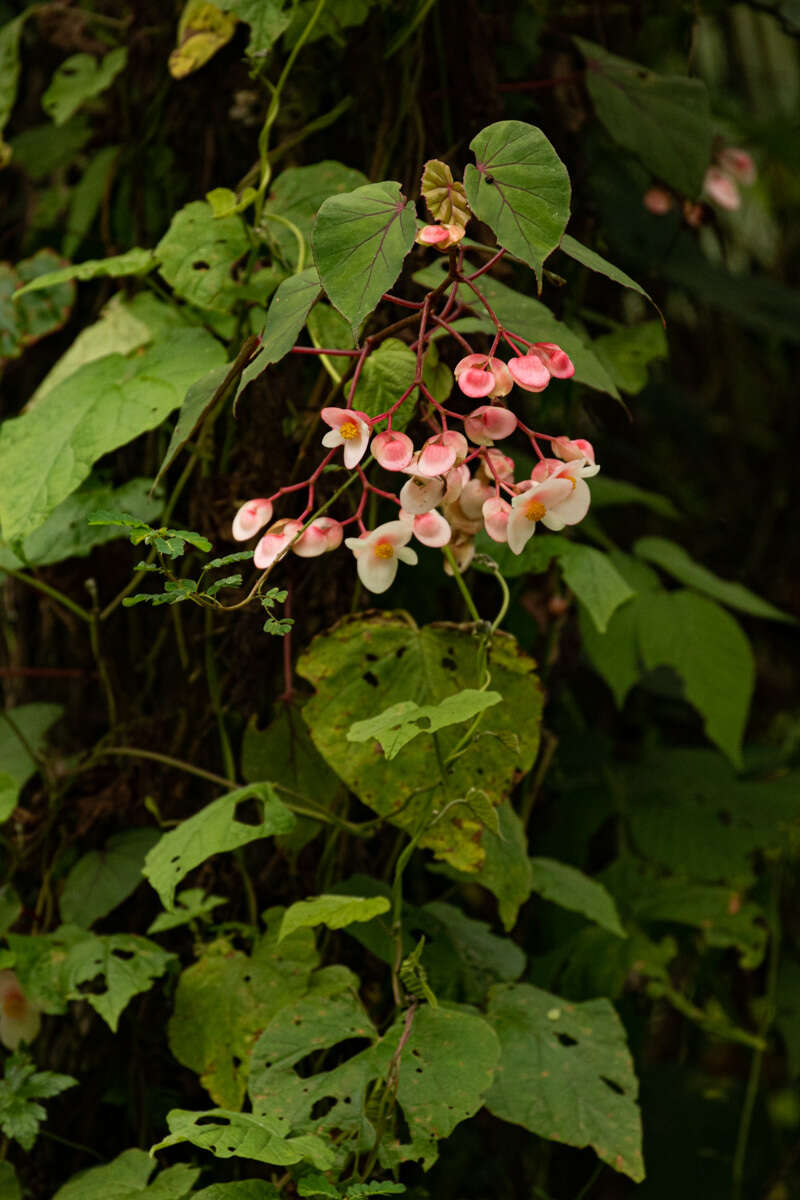 Image of Begonia meyeri-johannis Engl.