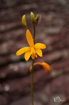 Image of Cattleya luetzelburgii Van den Berg