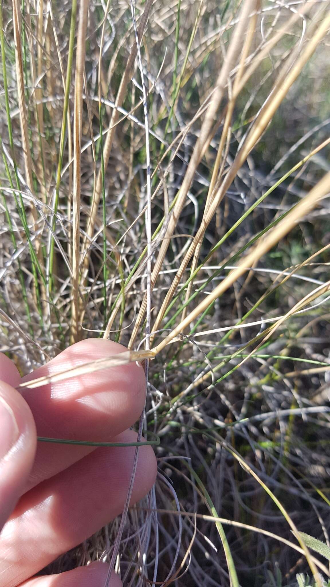 Image de Festuca hallii (Vasey) Piper