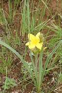 Image of Hypoxis rigidula Baker