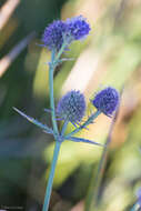 Imagem de Eryngium articulatum Hook.