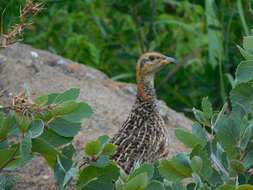 Scleroptila levaillantii levaillantii (Valenciennes 1825)的圖片