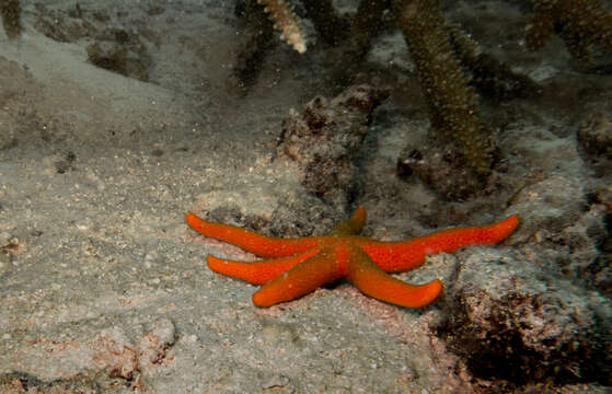 Image of Echinaster luzonicus (Gray 1840)