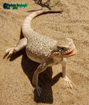 Image of Secret toadhead agama