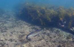 Image of Dusky Shark