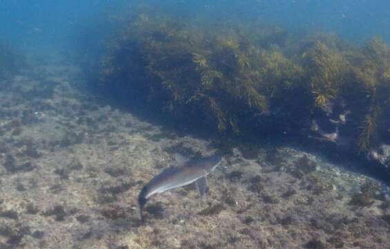 Image of Dusky Shark